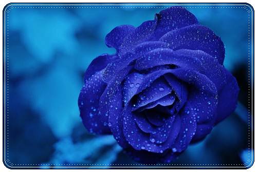Красивые голубые цветы